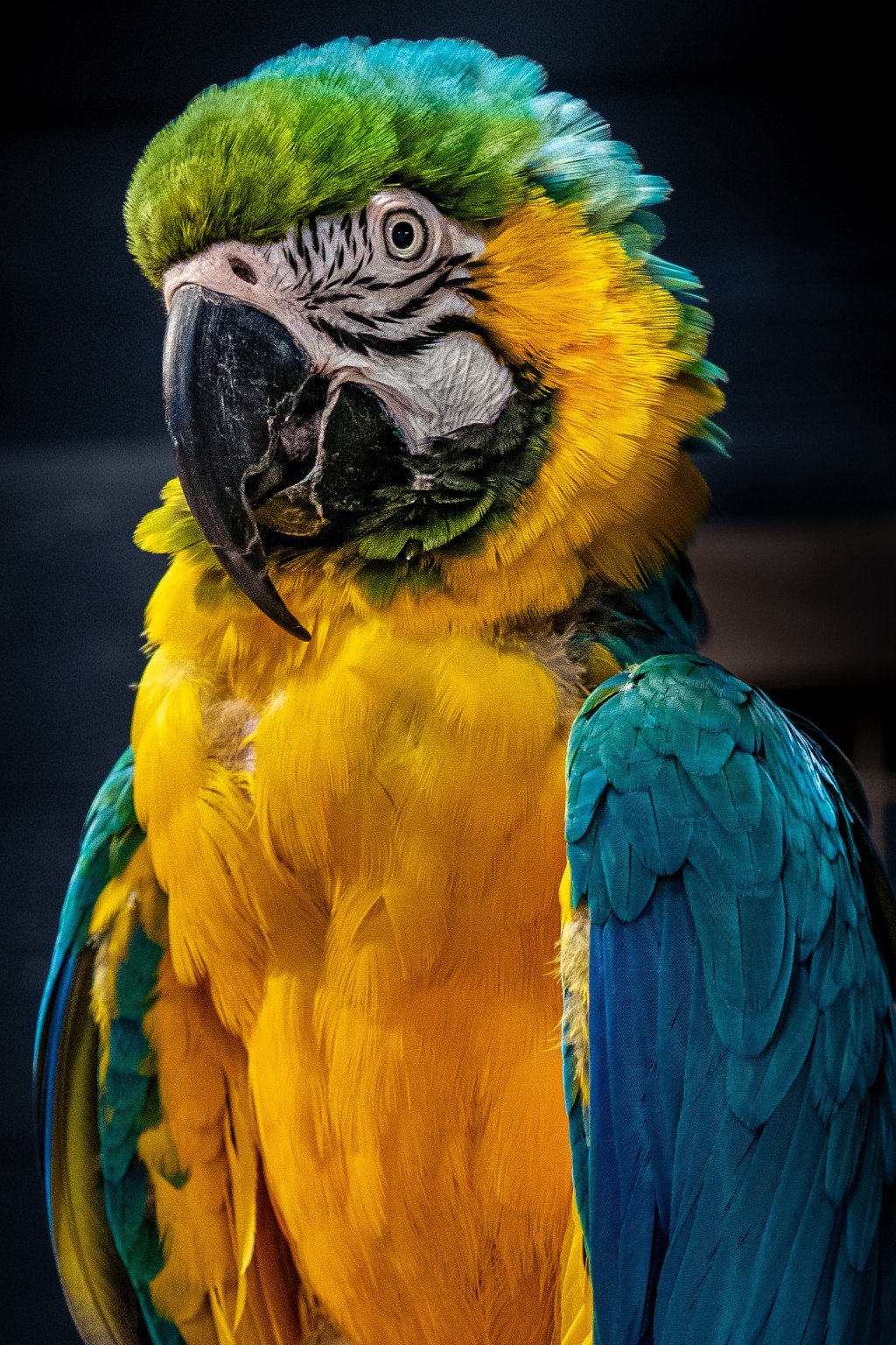 Portret van een blauw-gele ara tegen een donkere achtergrond